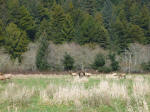Elks
